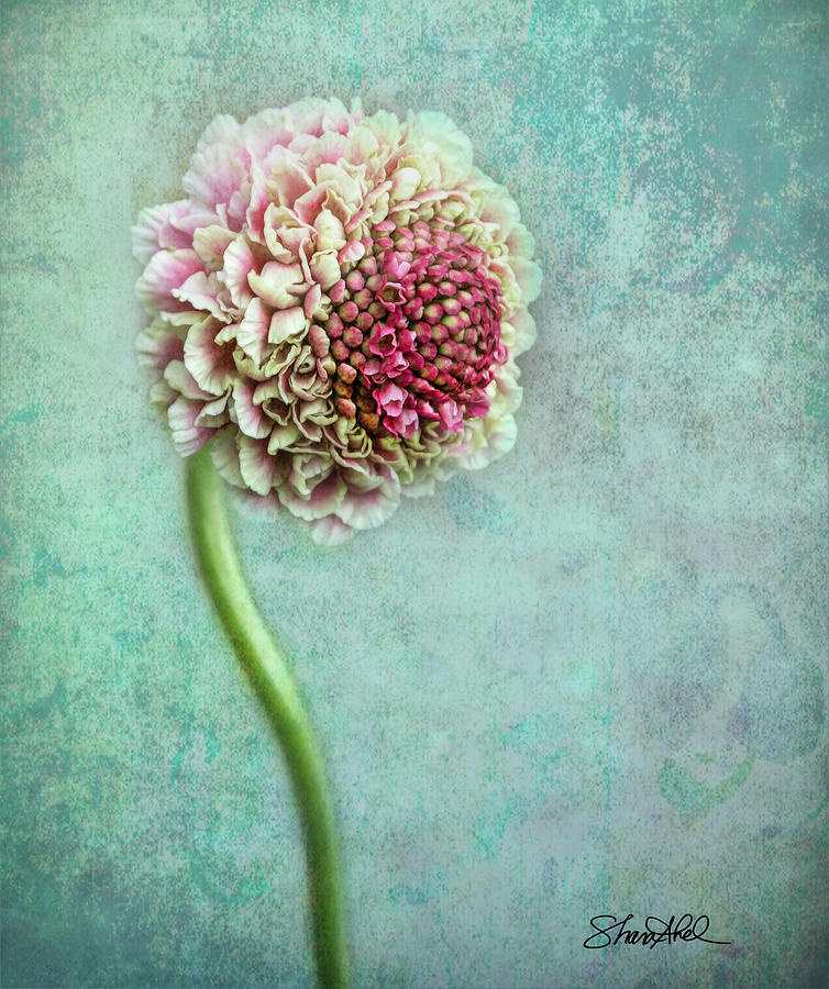Pink Pincushion  Photograph by Shara Abel
