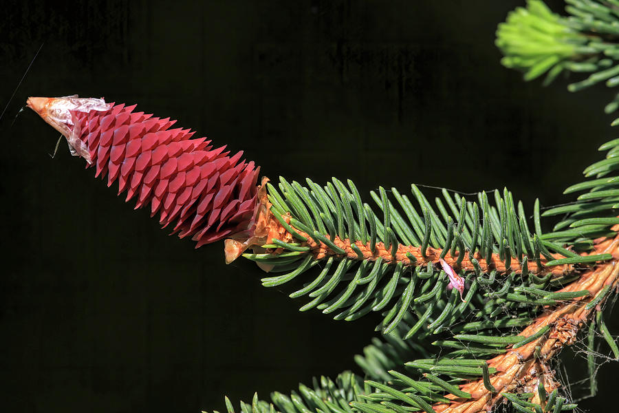 Pink Pine Cone Photograph by Donna Kennedy