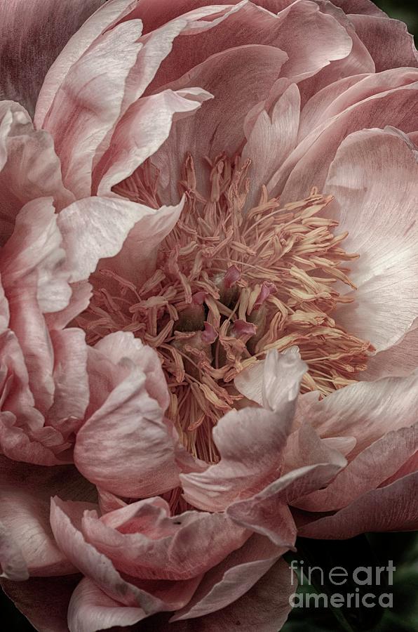 Flowers Still Life Photograph - Pink Piony by Nicole Wiggerman