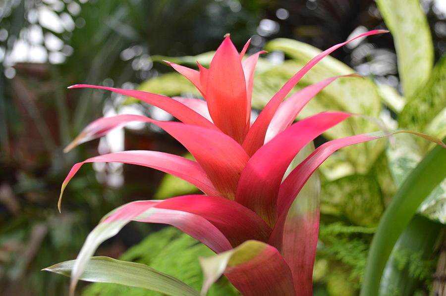 Pink Plant Photograph by Laura Duncan - Pixels