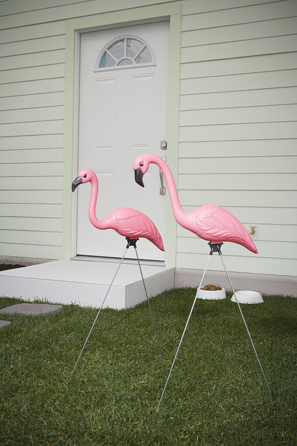 Pink plastic flamingoes in front yard Photograph by Walter B. McKenzie