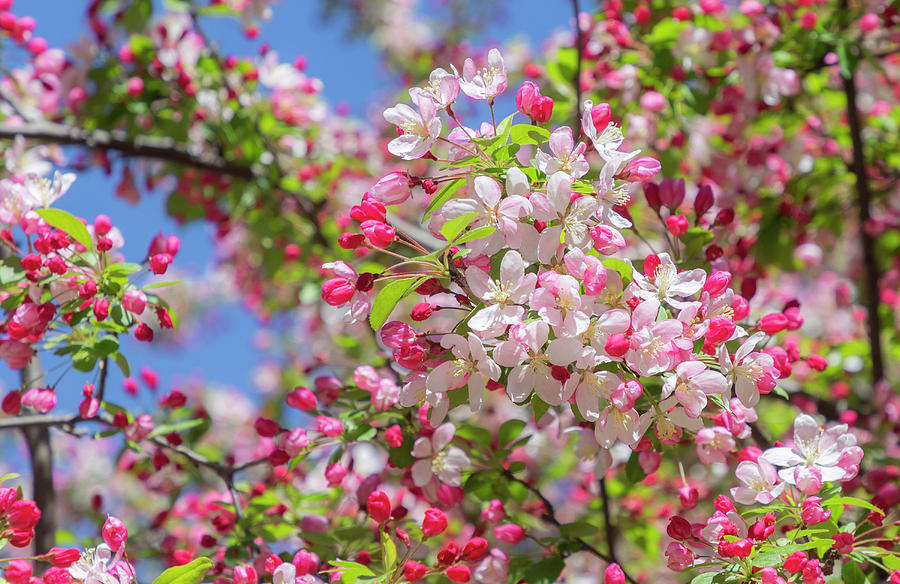Pink Plum Tree Photograph by Cate Franklyn