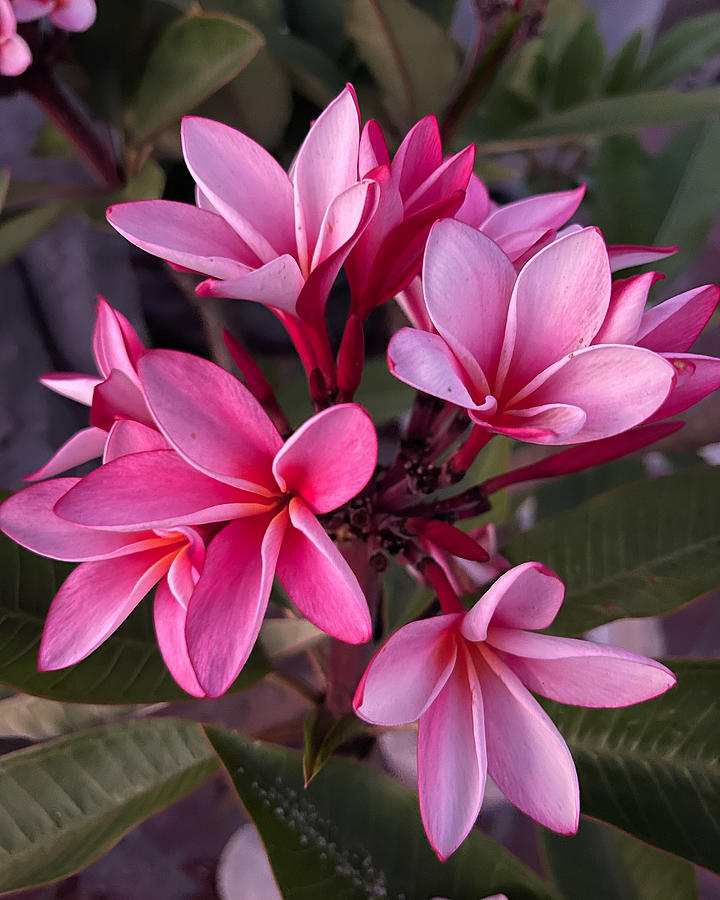 Pink Plumeria Photograph by Brian Eberly