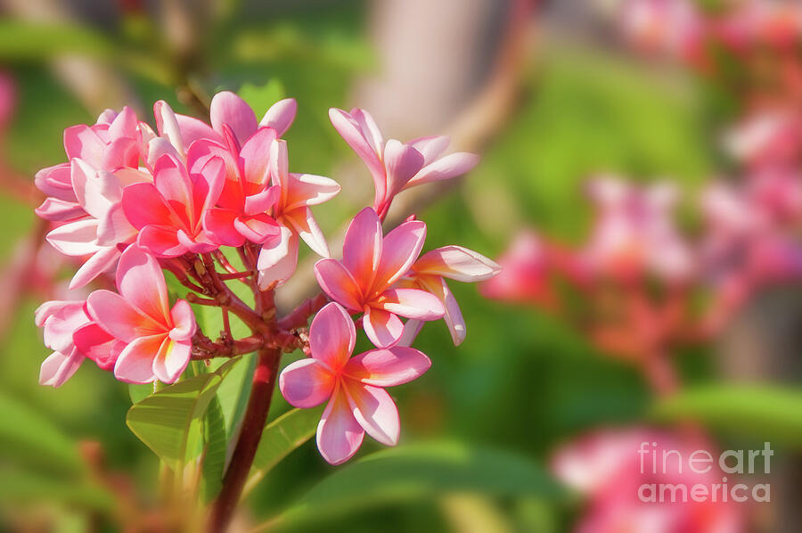 Nature Photograph - Pink plumeria by Delphimages Photo Creations