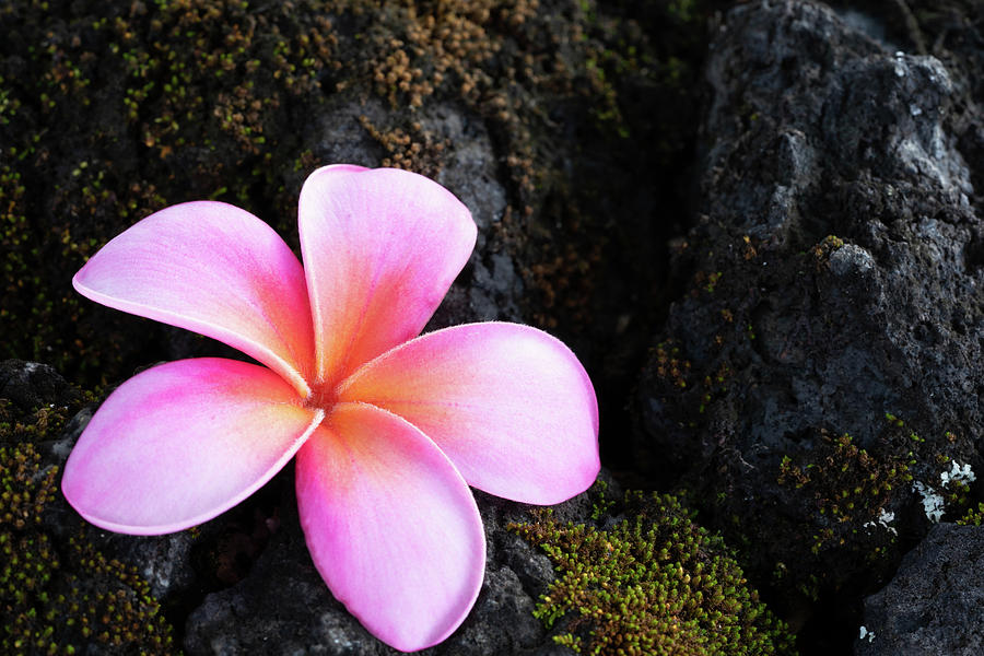 Pink Plumeria in Paradise Photograph by Tina Horne