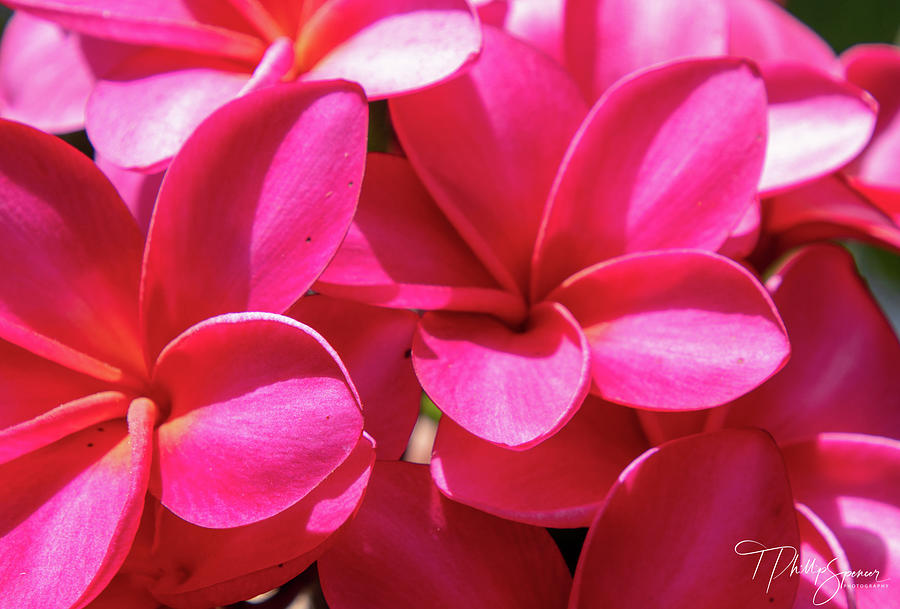 Pink Plumeria Photograph by T Phillip Spencer