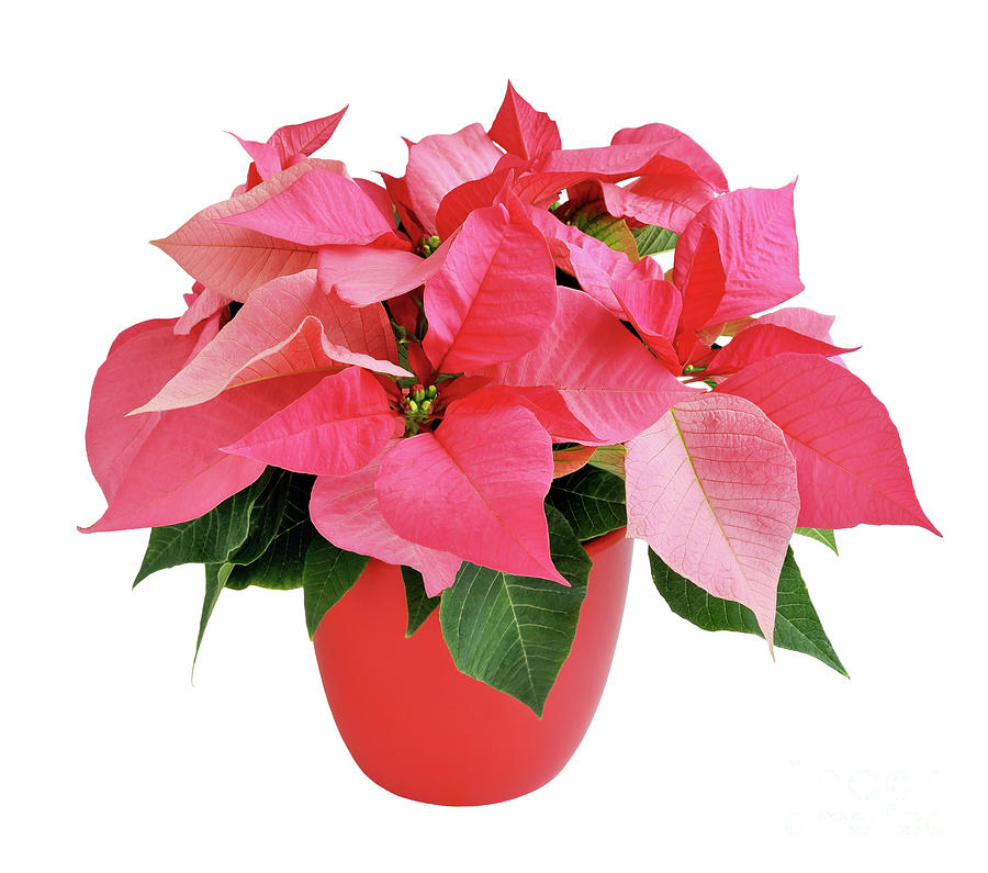 Pink Poinsettia Photograph by Maria Meester
