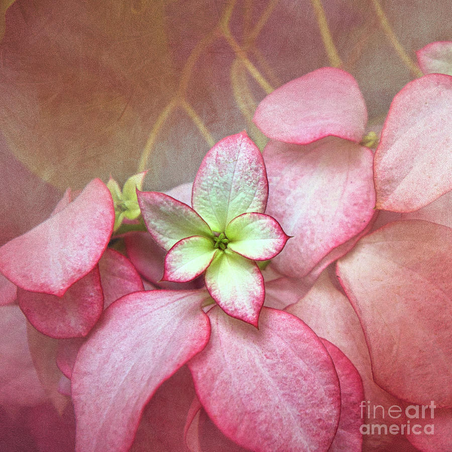 Pink Poinsettia Textures Digital Art by Amy Dundon