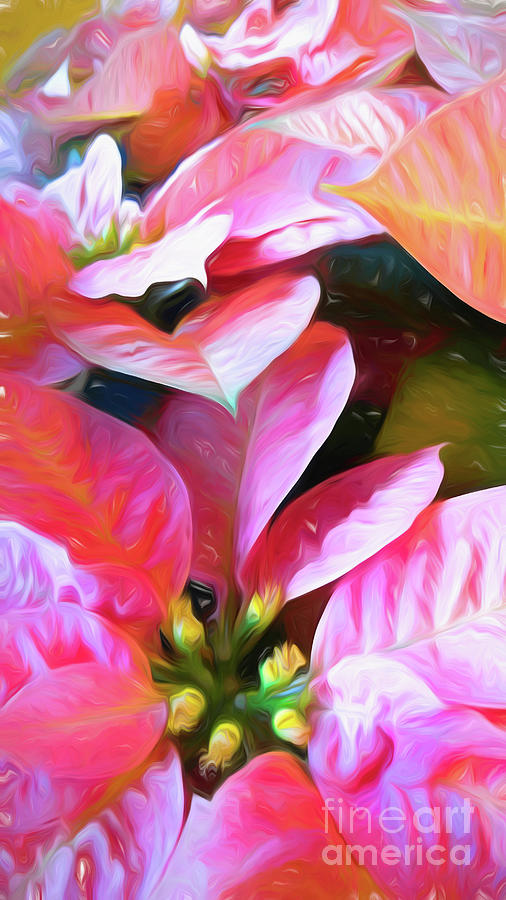 Winter Digital Art - Pink Poinsettia with a touch of yellow by Amy Dundon