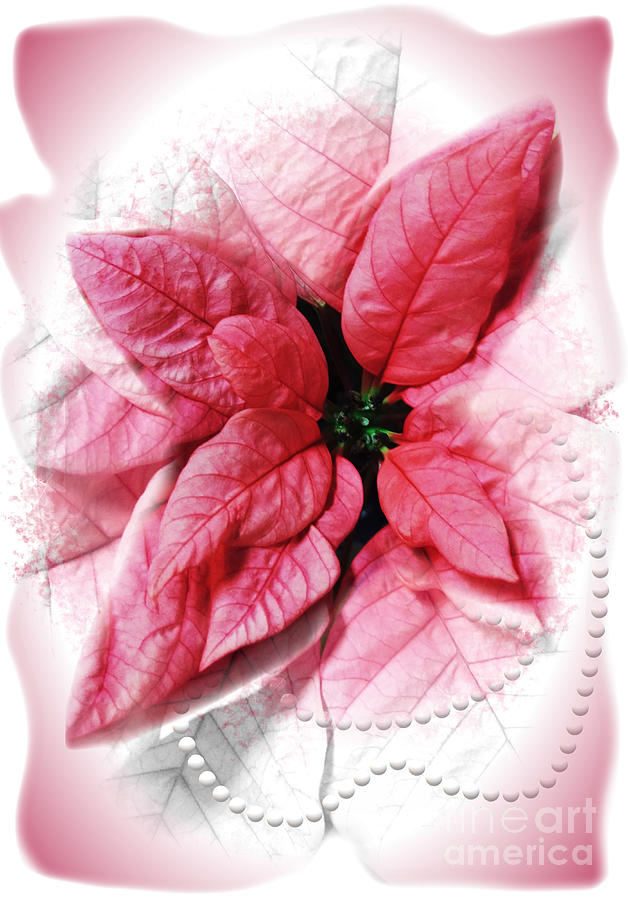 Pink Poinsettia with Pearls Seasonal Holiday Digital Art by Delynn Addams