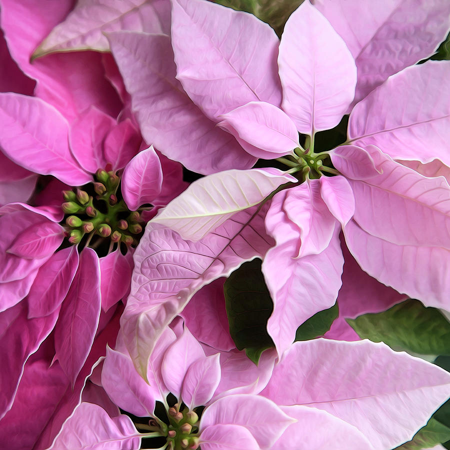 Pink Poinsettias Square Format Photograph by Theresa Tahara