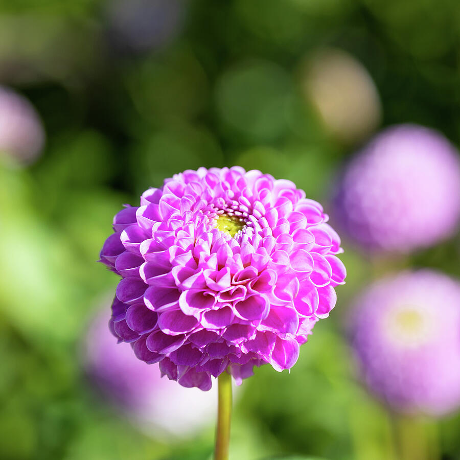 Pink Pompon Dahlia Photograph by Tanya C Smith - Fine Art America