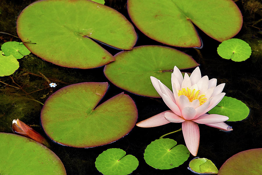 Pink Pond Lily Photograph