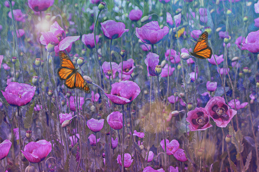 Pink Poppies and Monarchs Photograph by Vanessa Thomas