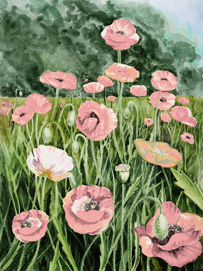 Flower Painting - Pink Poppies Blooming In The Garden  by Irina Sztukowski
