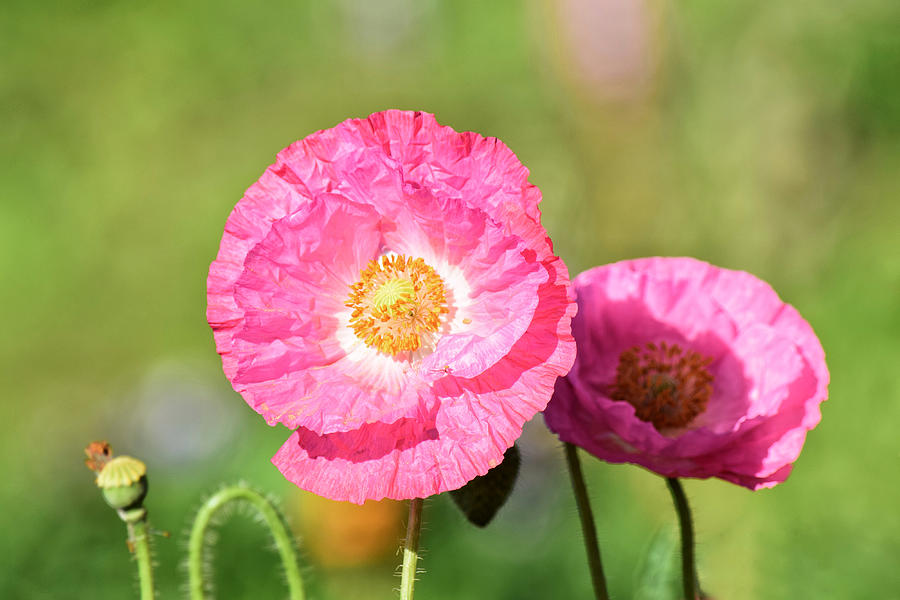 Pink Poppies Photograph by Dana Hardy - Pixels