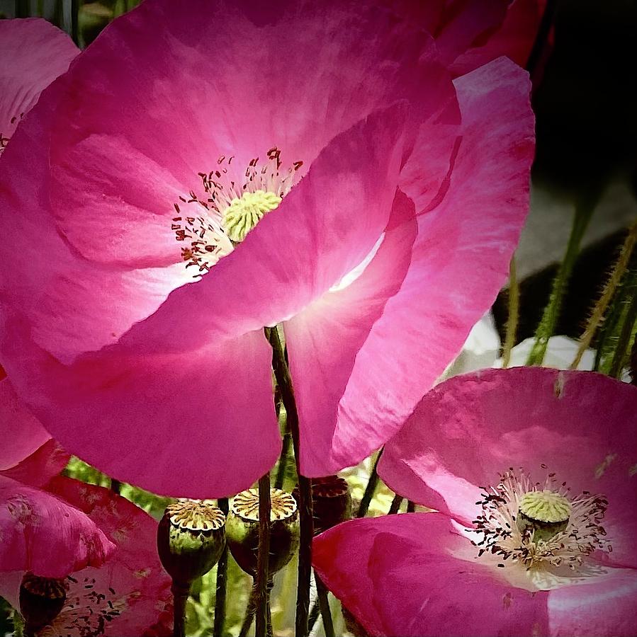 Pink Poppies Photograph by Daniele Smith