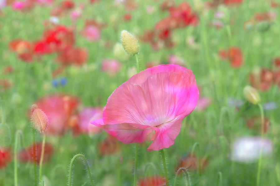 Pink  Poppies - Impressionism 1 Photograph by Jenny Rainbow