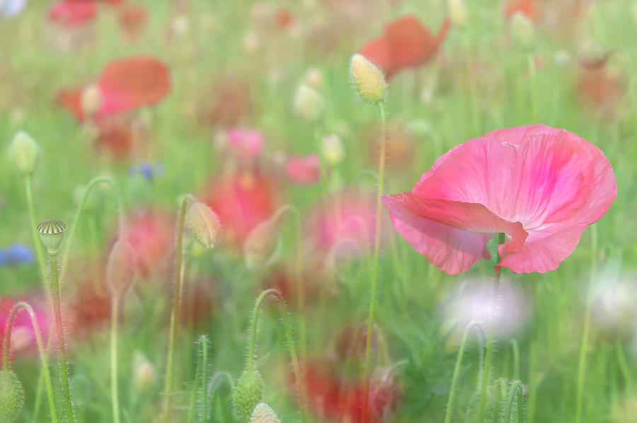 Pink  Poppies - Impressionism Photograph by Jenny Rainbow
