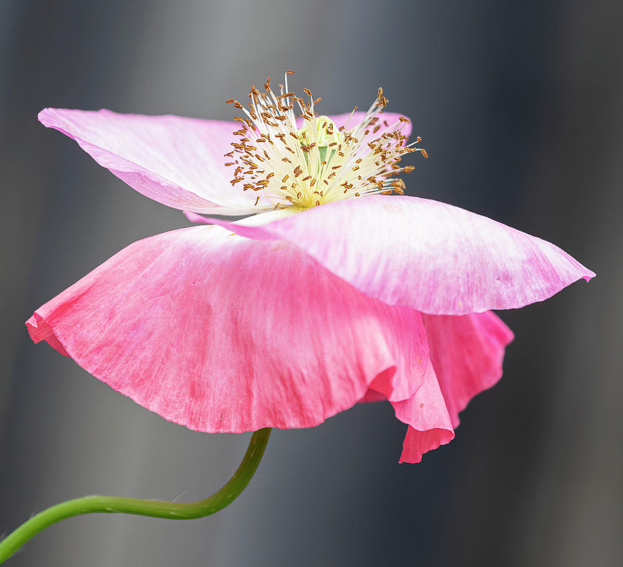 Pink Poppy 2021-2 Photograph by Thomas Young