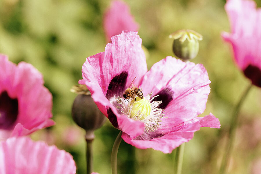 Pink Poppy And Bee Photograph by Tanya C Smith