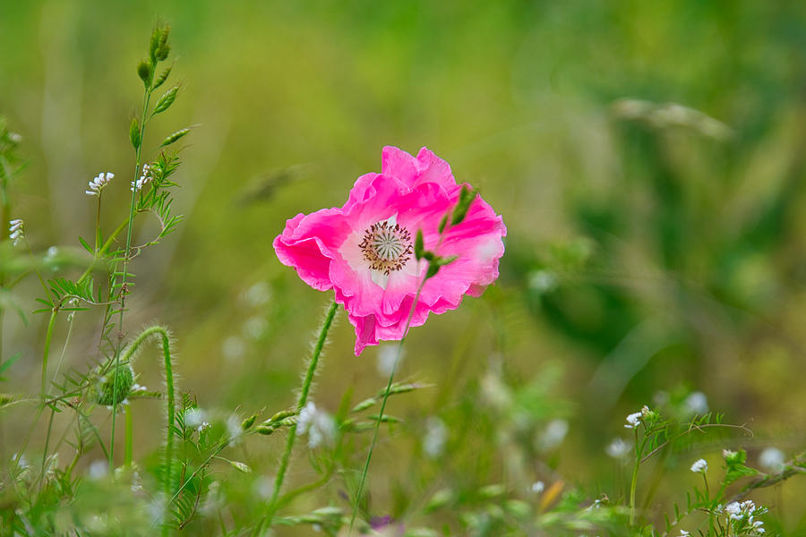 Pink Poppy I Photograph by Steph Gabler