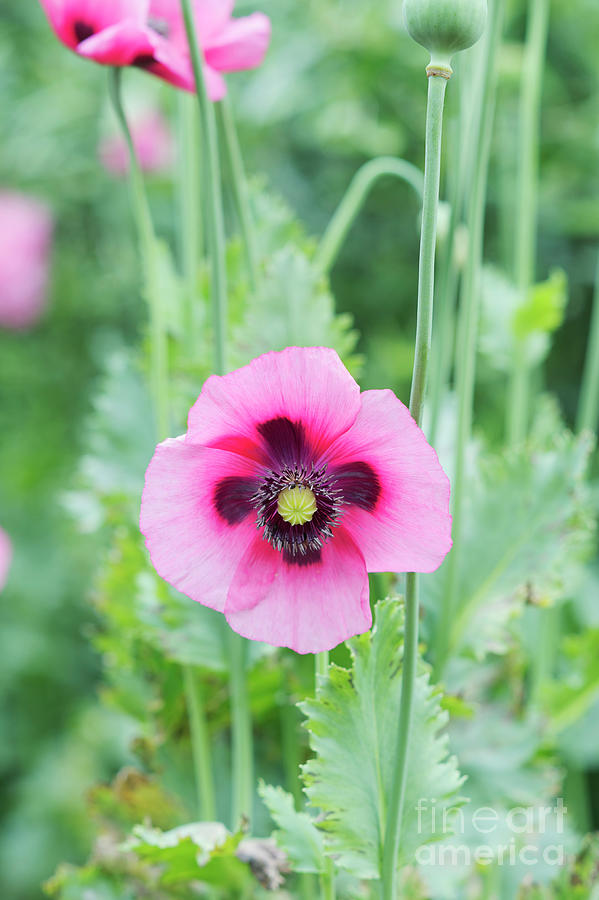 Flower Photograph - Pink Poppy in a Summer Garden by Tim Gainey