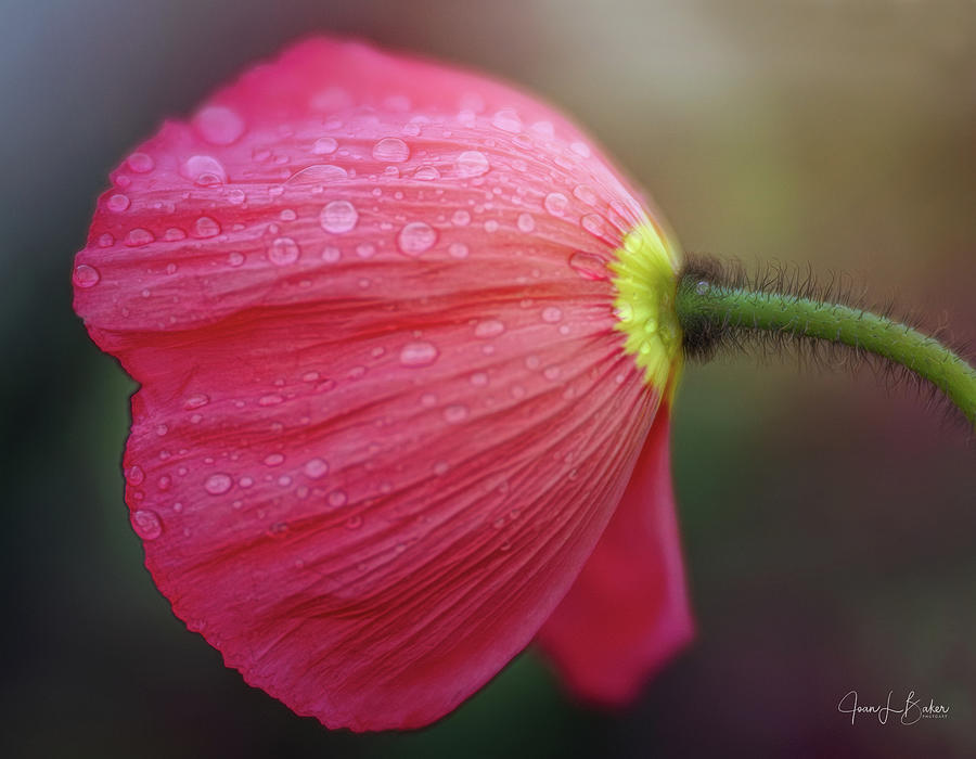 Pink Poppy Photograph by Joan Baker