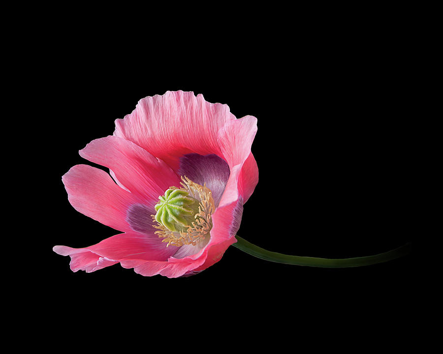 Pink Poppy on Black - Pepperbox Photograph by Patti Deters