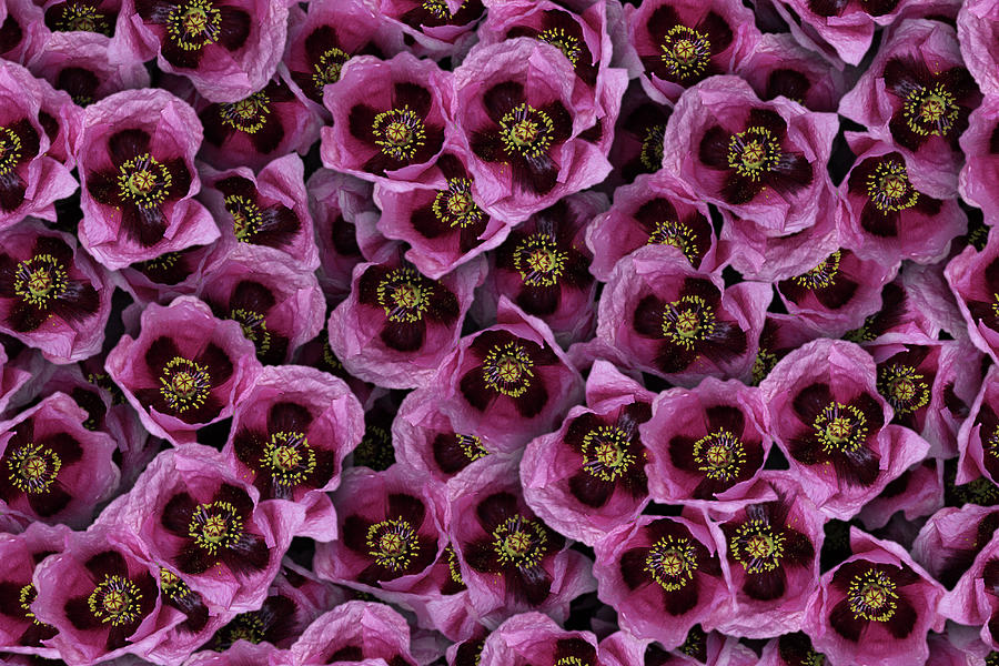Pink Poppy Pattern Photograph by Vanessa Thomas