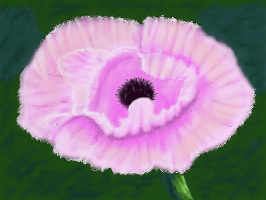 Pink Poppy Drawing by Suanne Forster