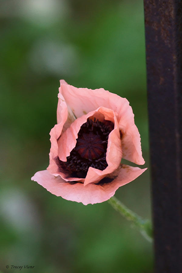 Pink Poppy With Wrought Iron #2 Photograph