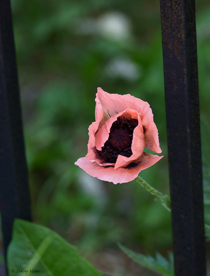 Pink Poppy With Wrought Iron Rail Photograph