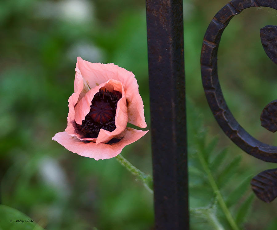 Pink Poppy With Wrought Iron Photograph