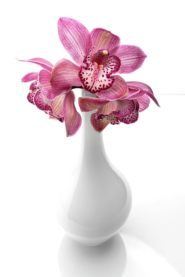 Pink Orchids in White Vase Art Print Photograph by Lily Malor