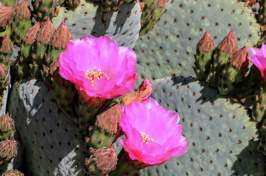 Pink Prickly Pear Cactus Photograph by Dawn Richards