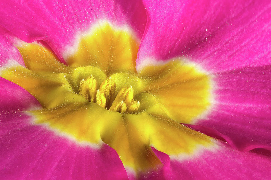 Pink Primrose Closeup Photograph by Jean Noren