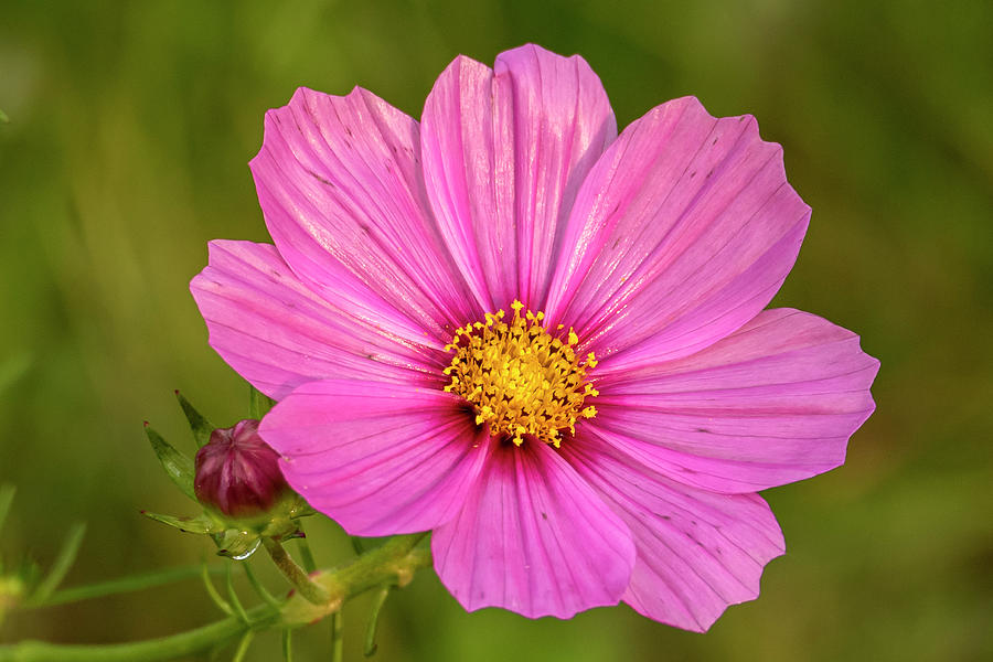 Pink Primrose Flower Photograph by Sandra Js