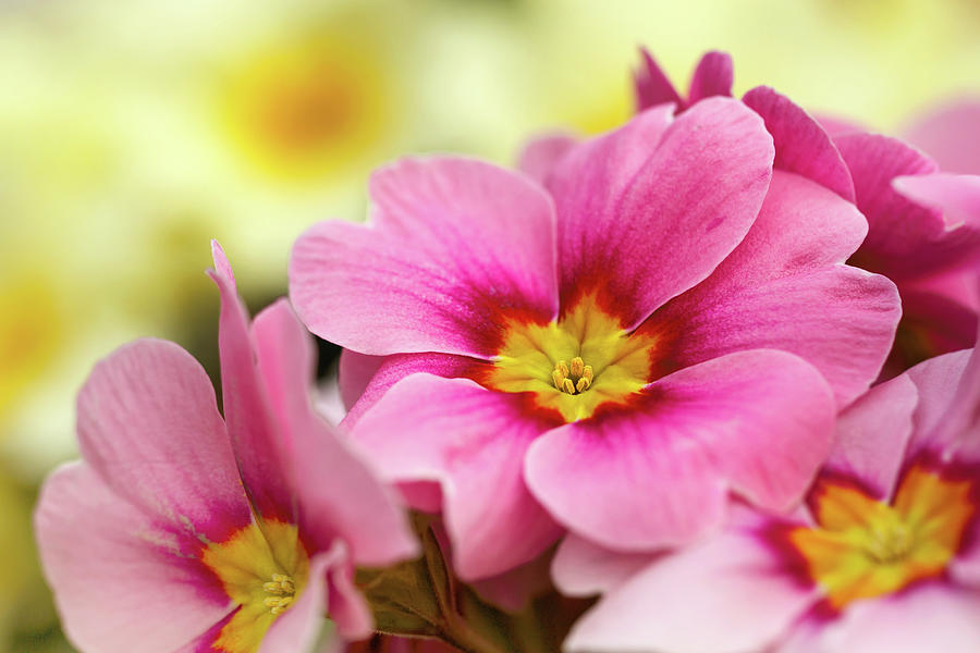 Pink Primrose Photograph by Maria Meester