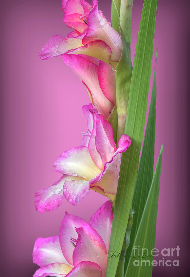 Gladiolus Photograph - Pink Princess by Debbie Lind Gladiolus Photograph - Pink Princess by Debbie Lind