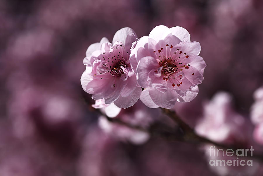Pink Prunus Blossom Photograph by Joy Watson
