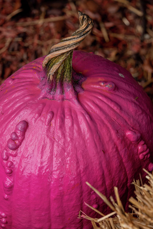 Pink Pumpkin with Twisty Stem Photograph by Teri Virbickis