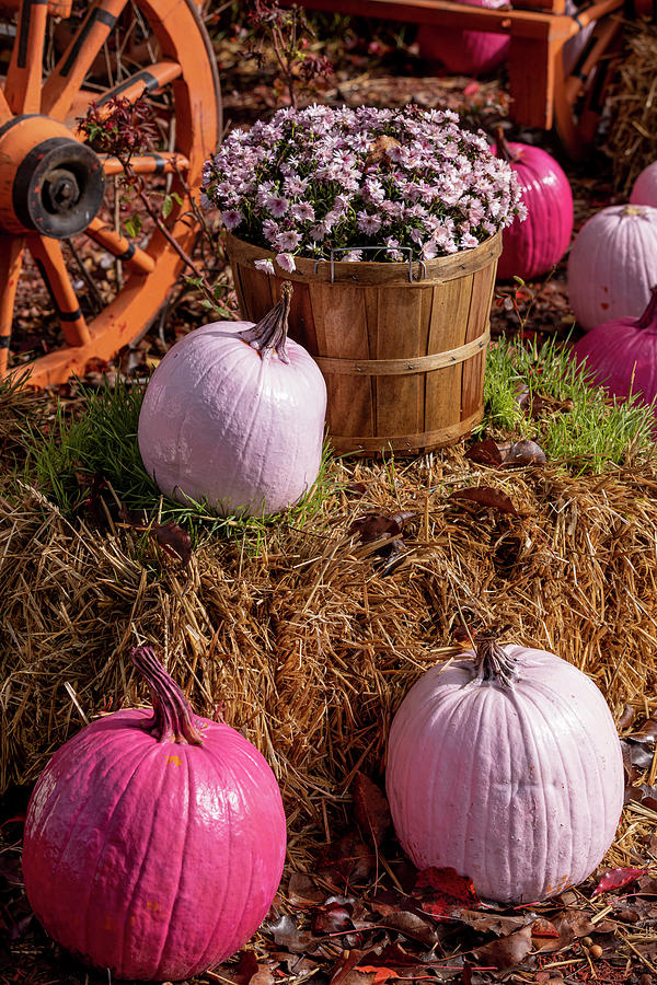 Pink Pumpkins and Mum Flowers in Fall Display Photograph by Teri Virbickis
