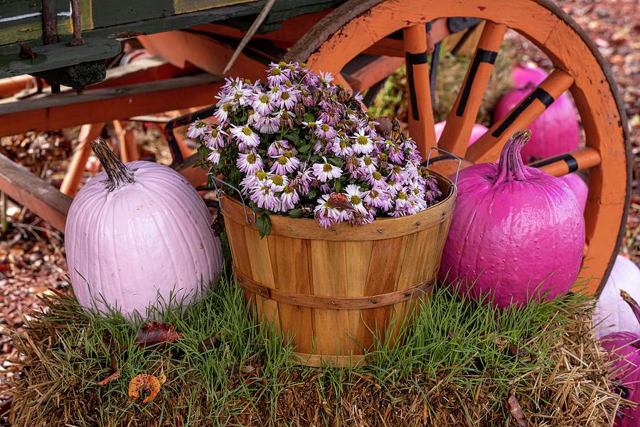 Pink Pumpkins and Mums on Display Photograph by Teri Virbickis
