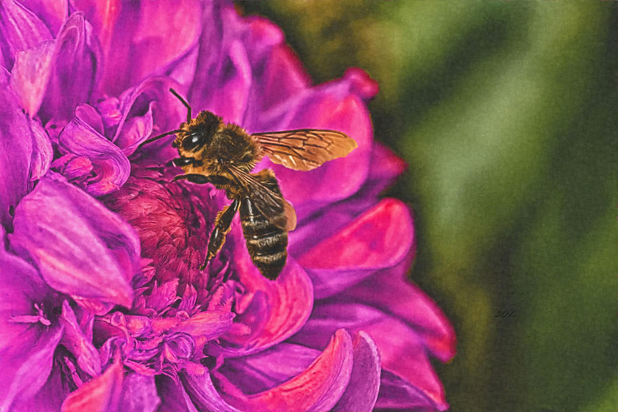 Pink Purple Dahlia And Bee Mixed Media by Sandi OReilly