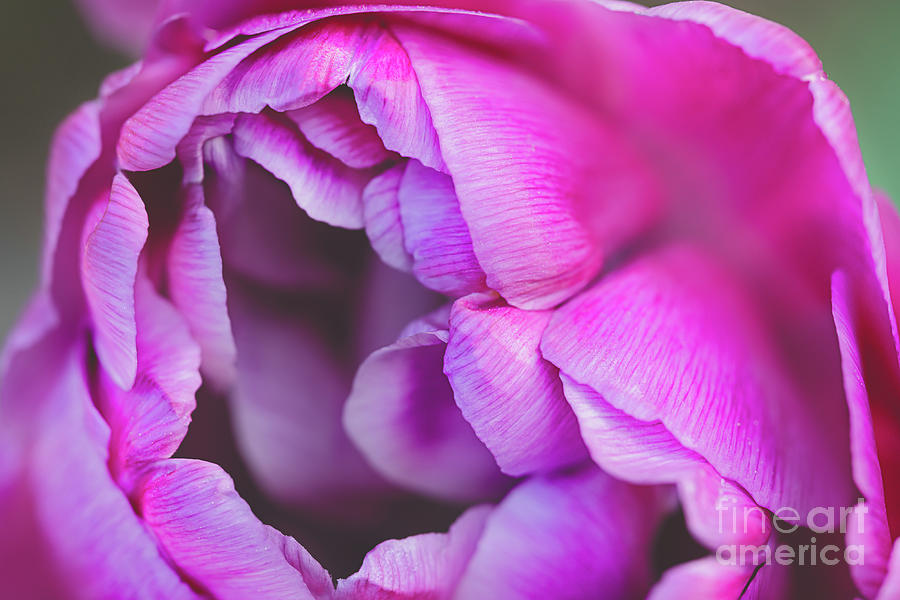 Pink-purple double tulip in bloom Photograph by Hanna Tor - Fine Art ...