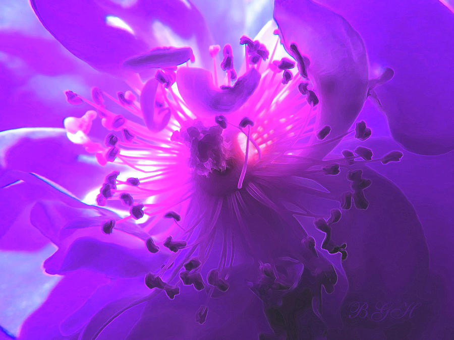 Pink Purple Fantasy Rose - Floral Art and Photography - Rose Art Photograph by Brooks Garten Hauschild