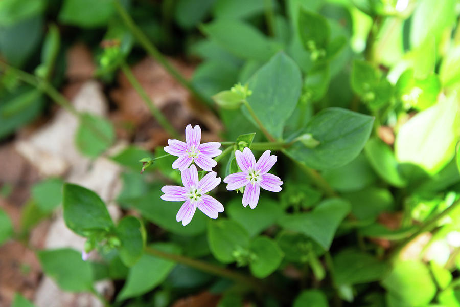 Nature Photograph - Pink Purslane by Alternative Perspectives