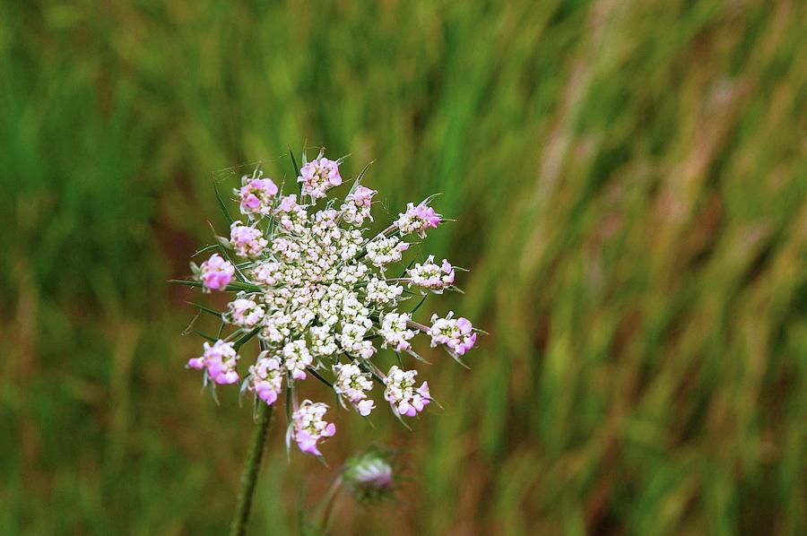 Pink Queen Anne's Lace Photograph by Debbie Major - Fine Art America