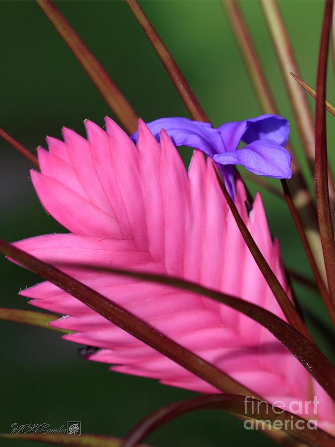 Pink Quill Plant named Creation Photograph by J McCombie